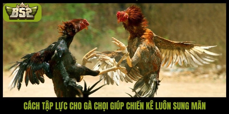 Cách tập lực cho gà chọi giúp chiến kê luôn sung mãn