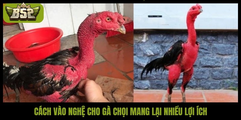 Cách vào nghệ cho gà chọi mang lại nhiều lợi ích