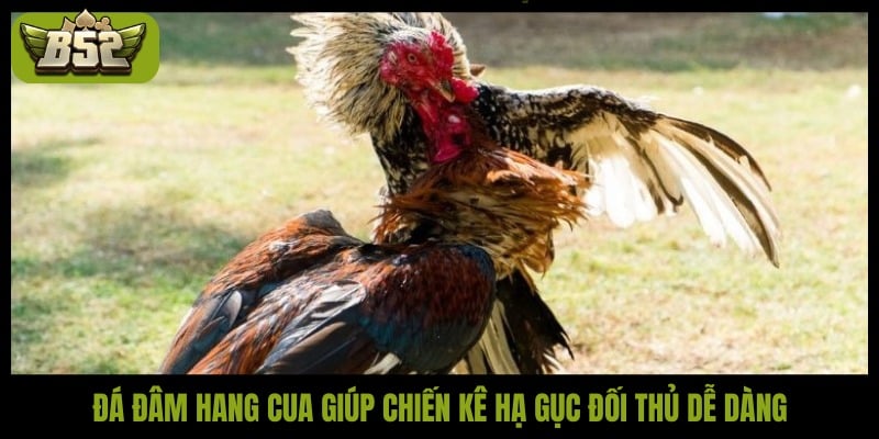 Đá đâm hang cua giúp chiến kê hạ gục đối thủ dễ dàng