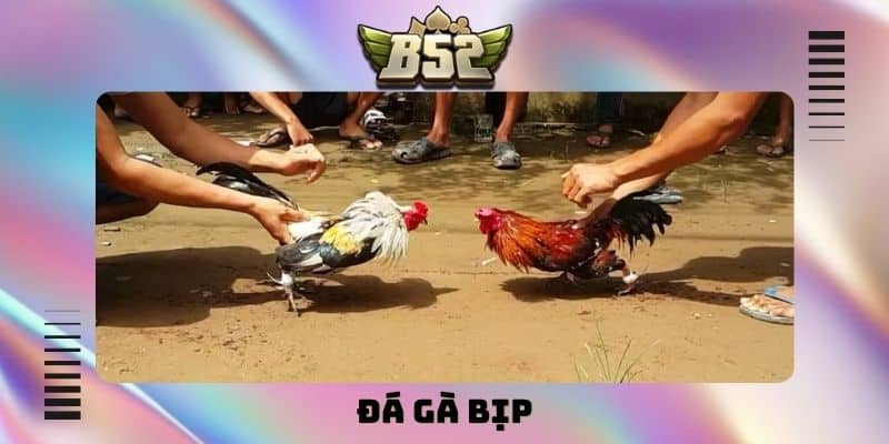 đá gà bịp