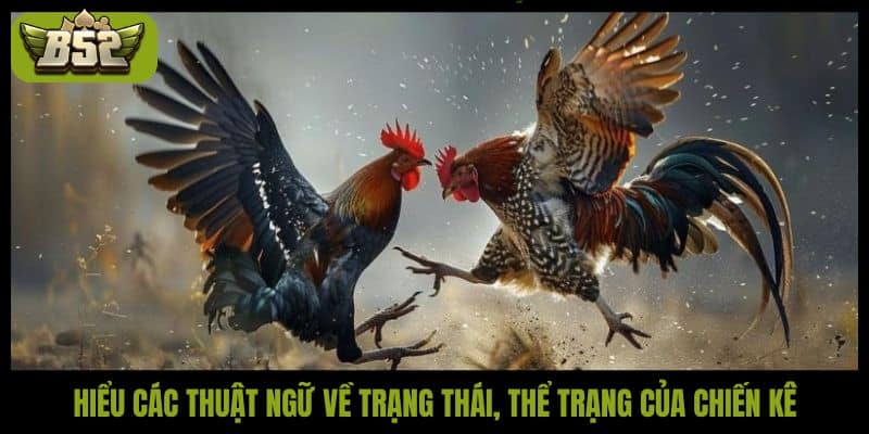 Hiểu các thuật ngữ về trạng thái, thể trạng của chiến kê