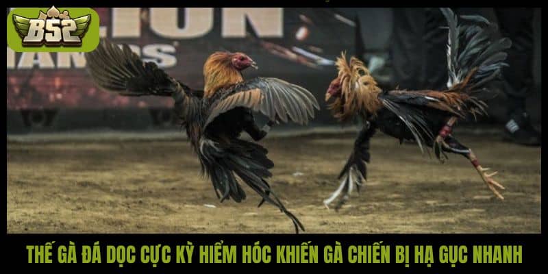 Thế gà đá dọc cực kỳ hiểm hóc khiến gà chiến bị hạ gục nhanh