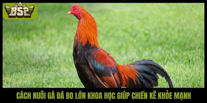 Cách nuôi gà đá bo lớn khoa học giúp chiến kê khỏe mạnh