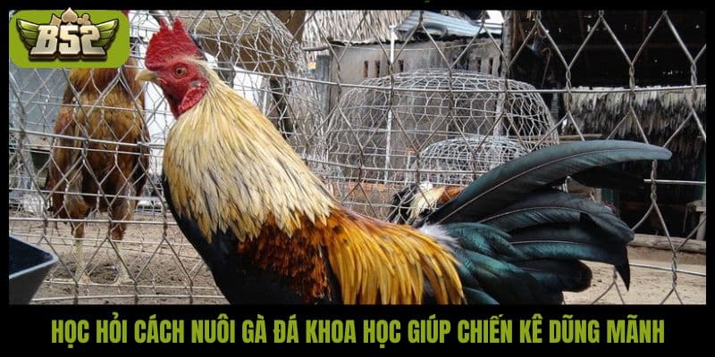 Học hỏi cách nuôi gà đá khoa học giúp chiến kê dũng mãnh