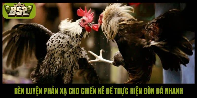 Rèn luyện phản xạ cho chiến kê để thực hiện đòn đá nhanh